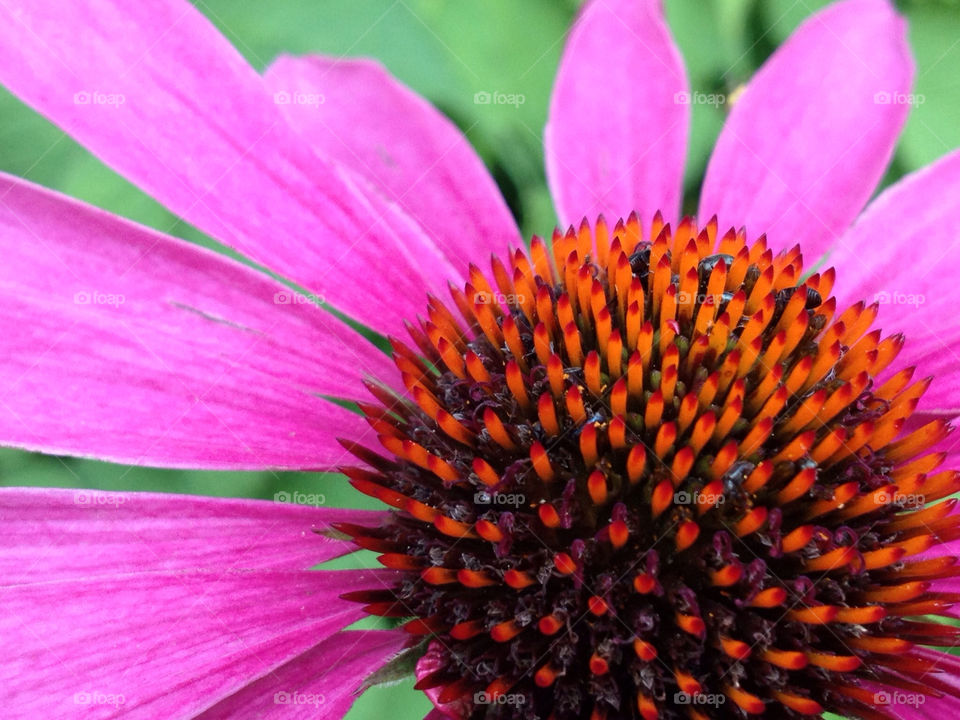 Close-up of pink colour flower