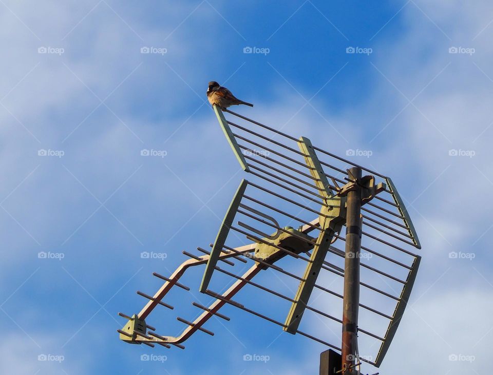 sparrow perched on the antenna of a house