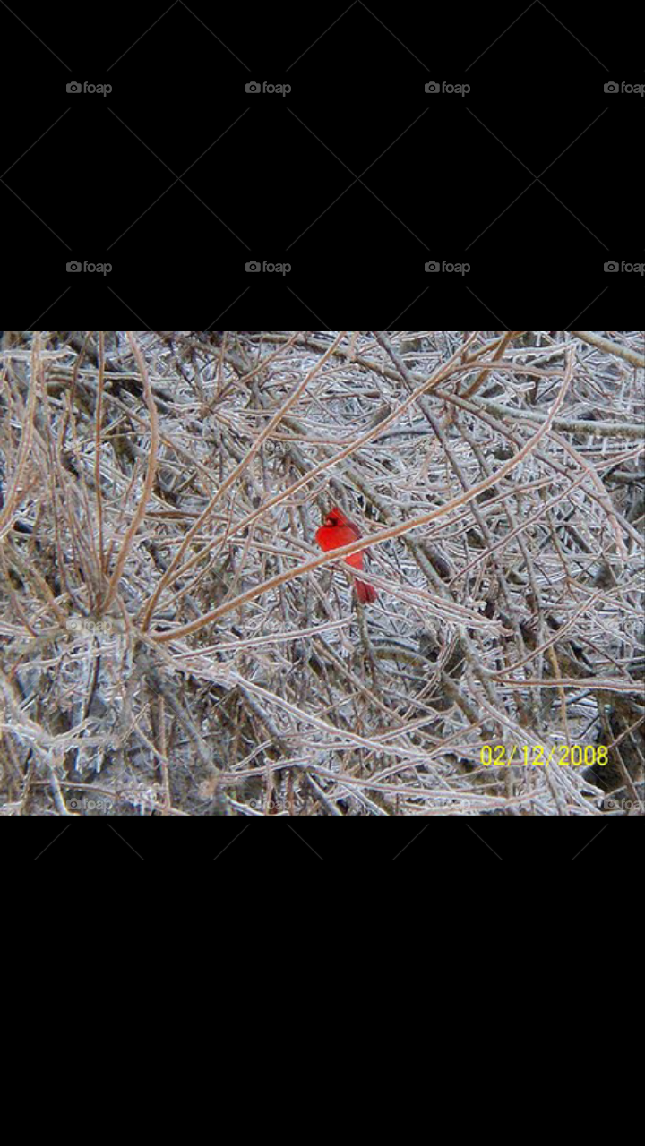 Cardinals in the Ice3