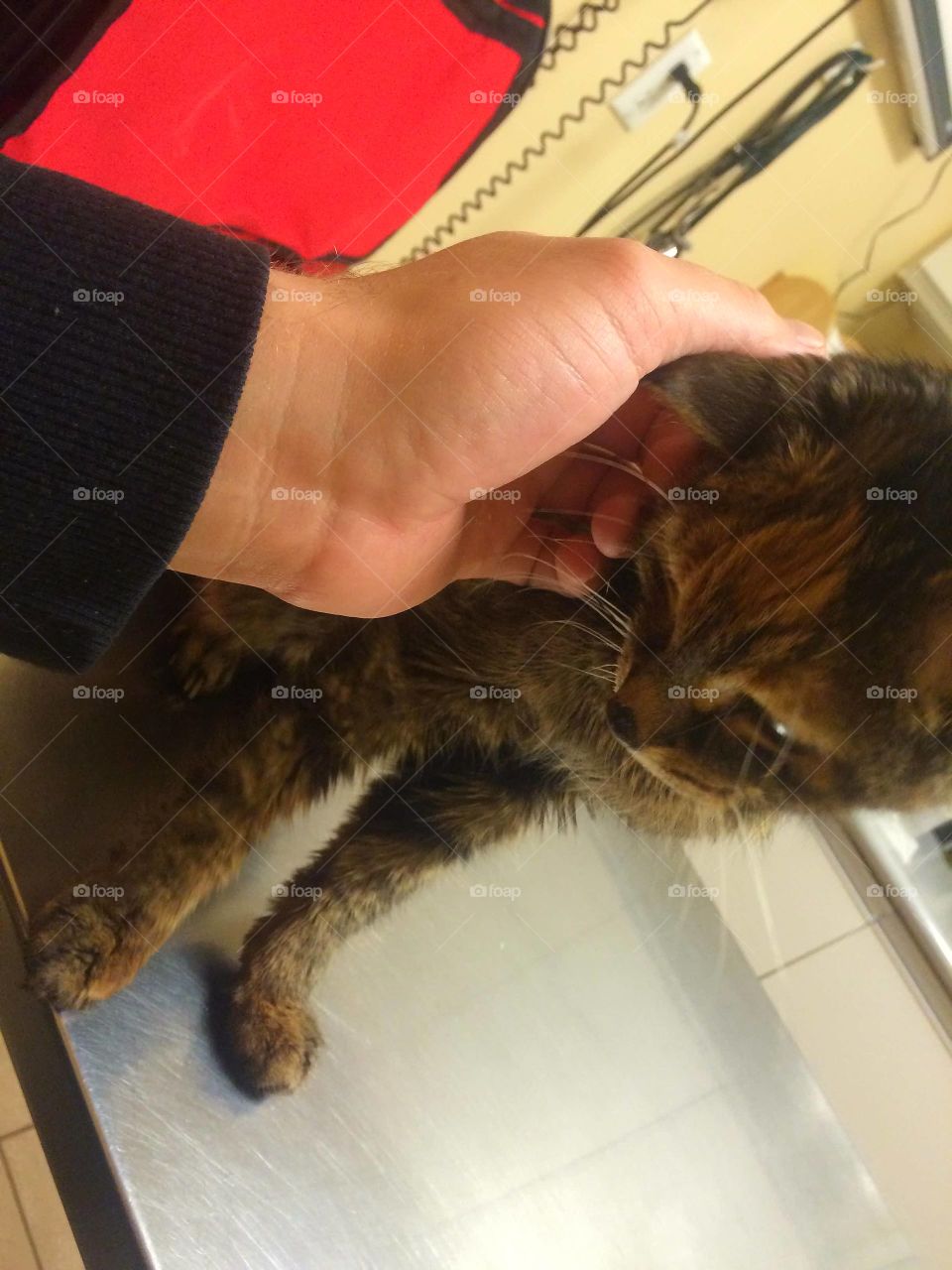 Cat, People, One, Indoors, Mammal