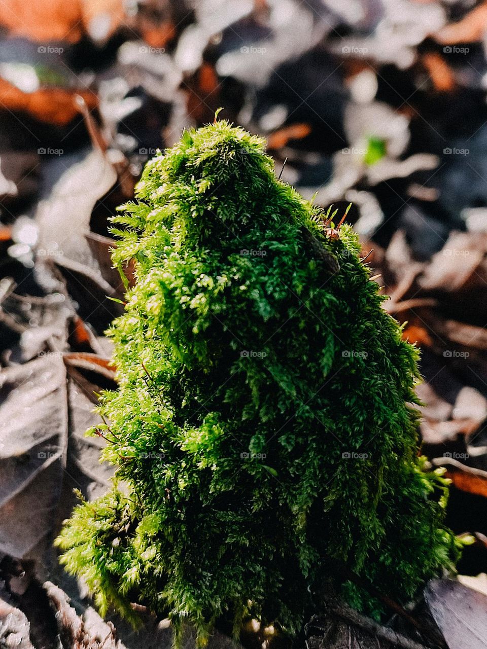 Green moss texture on the sharp tree log in sun rays among fallen oak leaves on the background in autumn forest