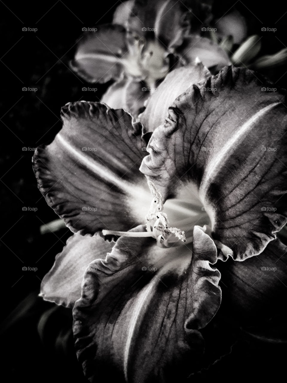 High contrast B&W photograph of lilies with ruffled edges.
