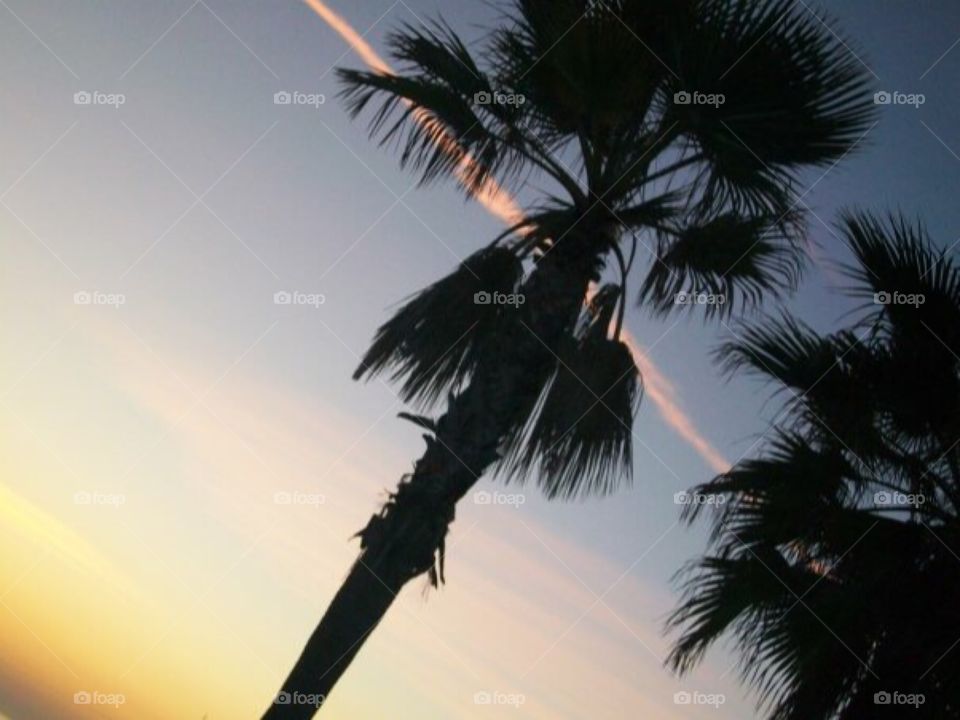 Palm tree 