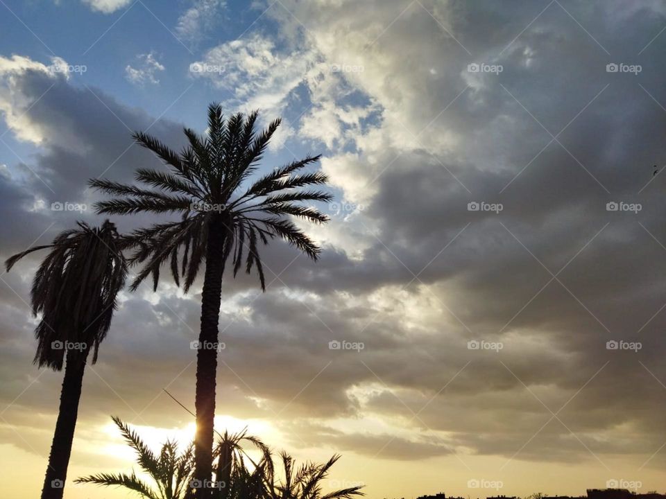 Palm trees and beautiful sunset