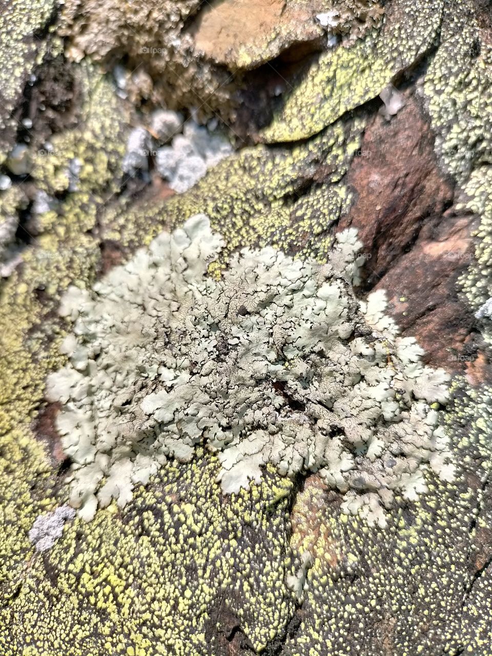 liquen