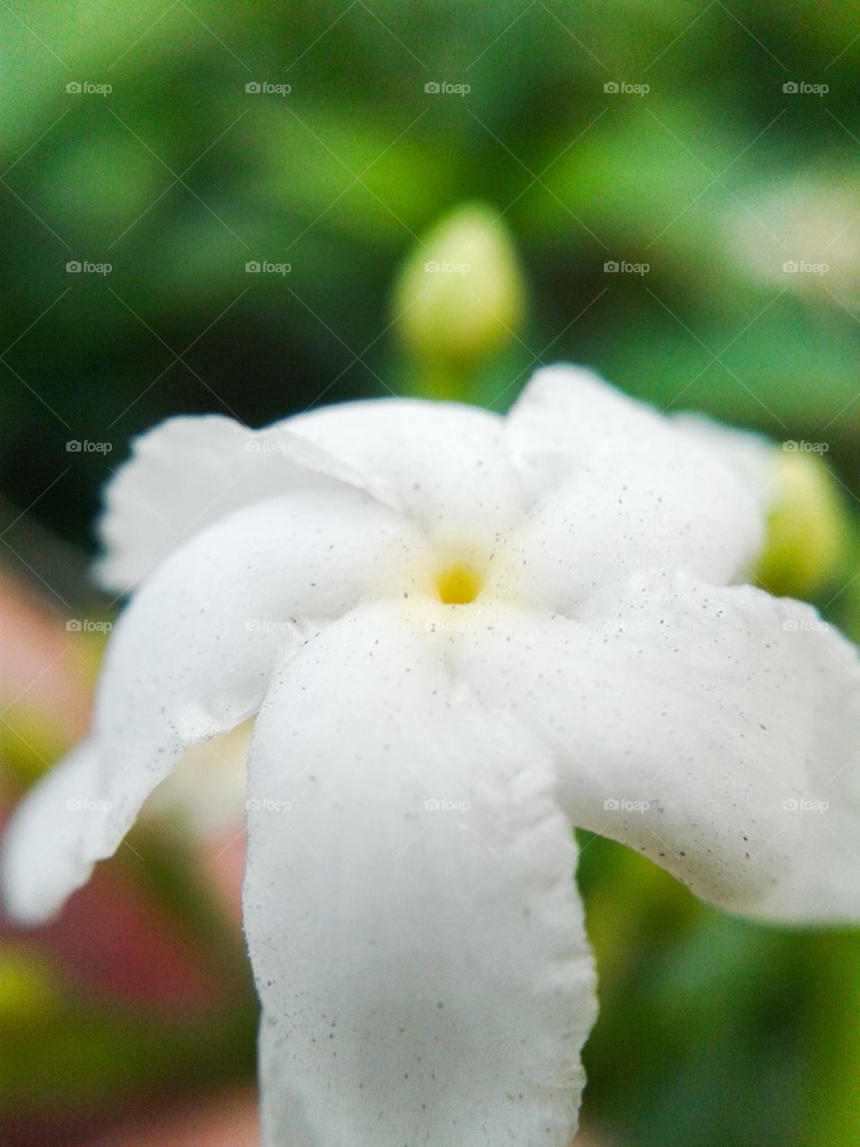 inda flower . white inda flower macro