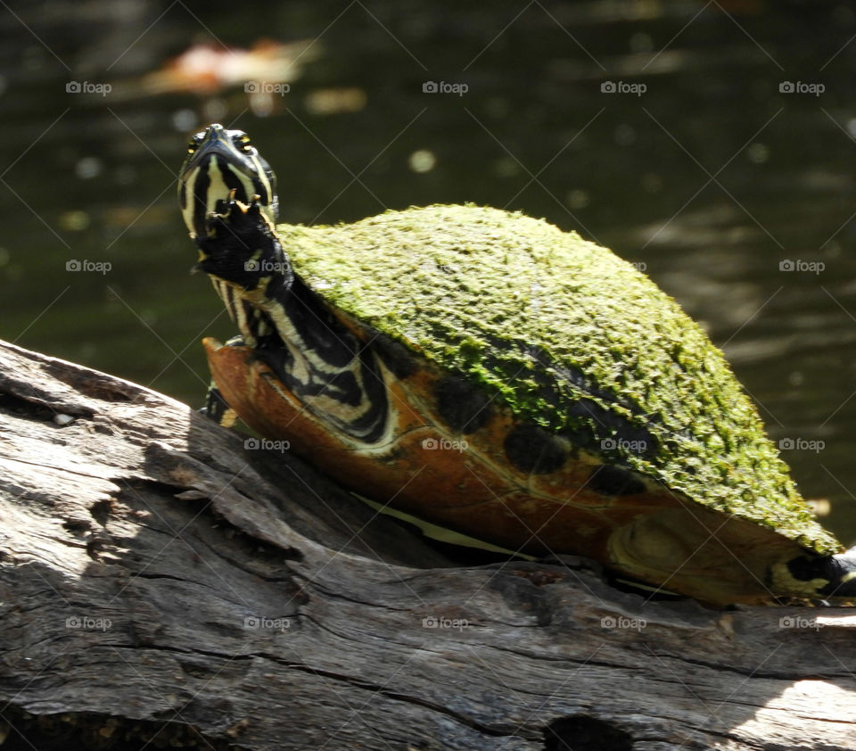 Turtle looking up from log