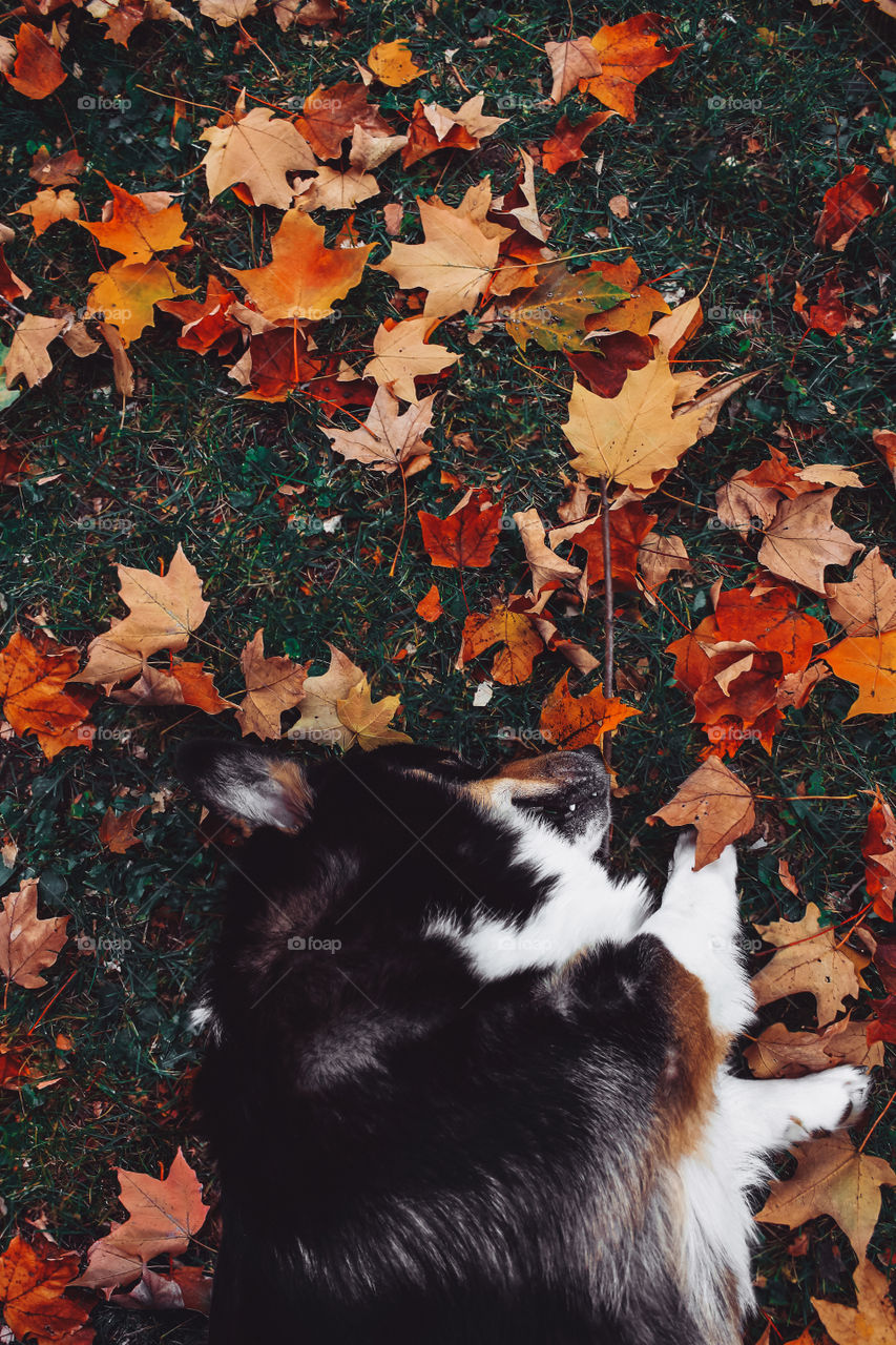 Autumn love - rolling in leaves