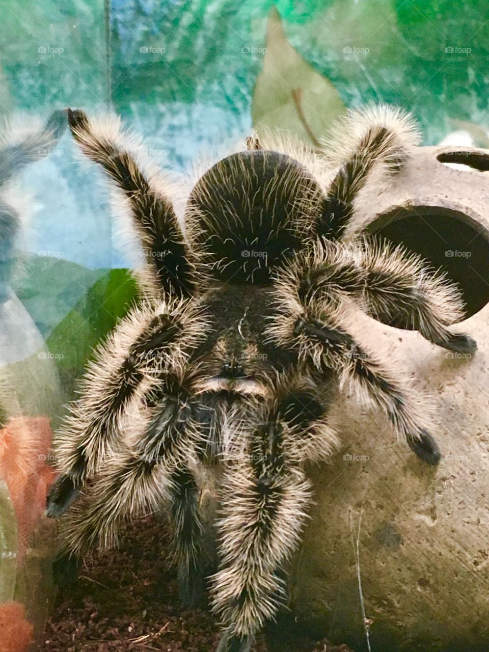 Fuzzy tarantula 