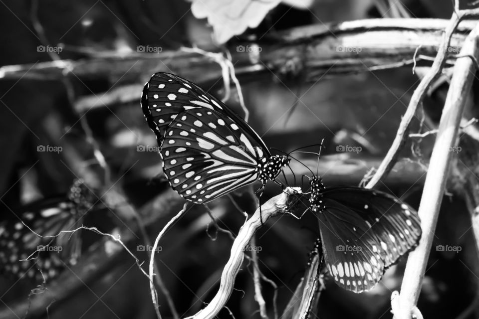 butterfly black n white