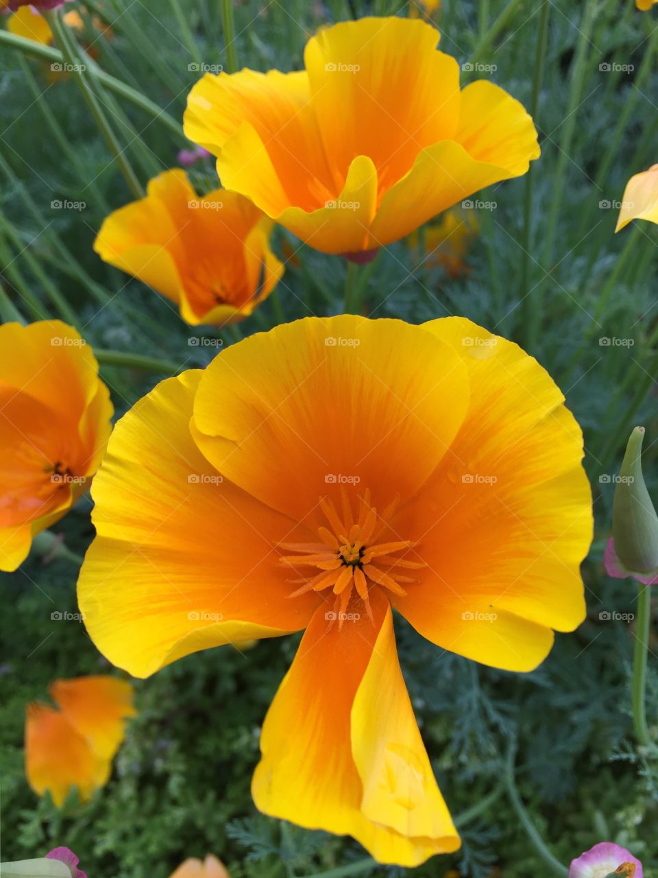 Elevated view of poppy flower