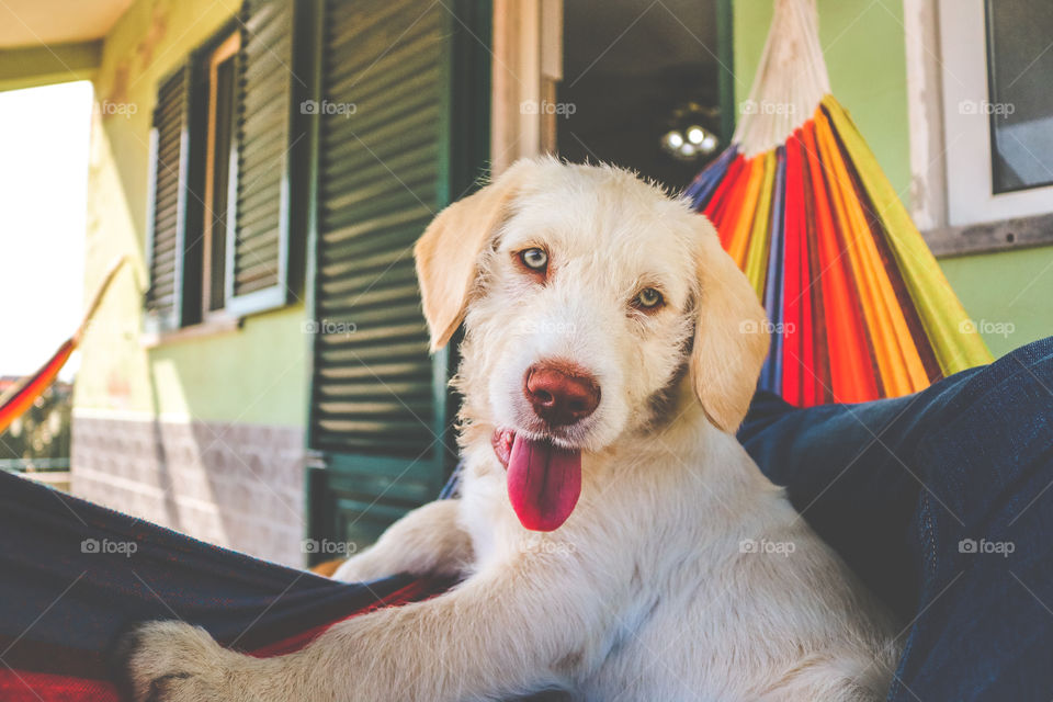 Happy days with happy pup