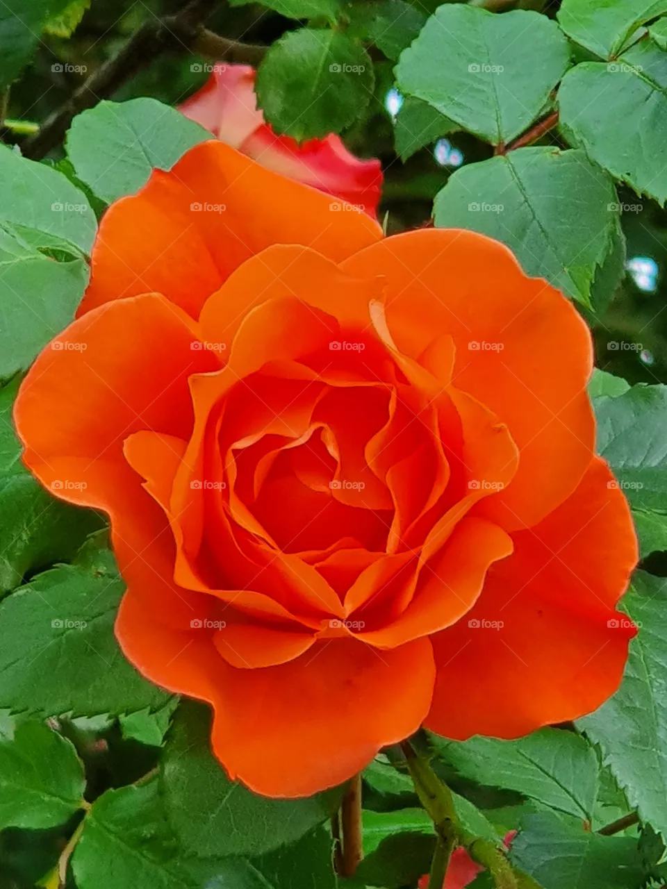 Rose,