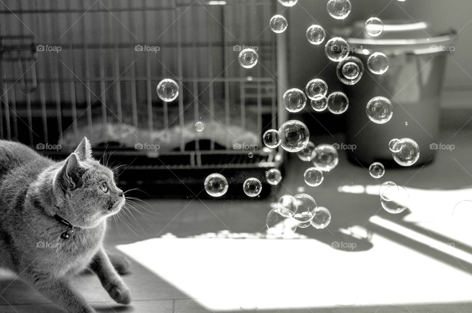 cat&bubbles