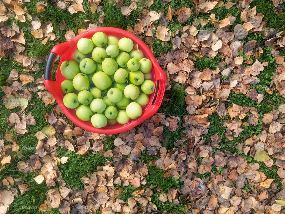 Bucket with green apples on the lawn with autumn leaves