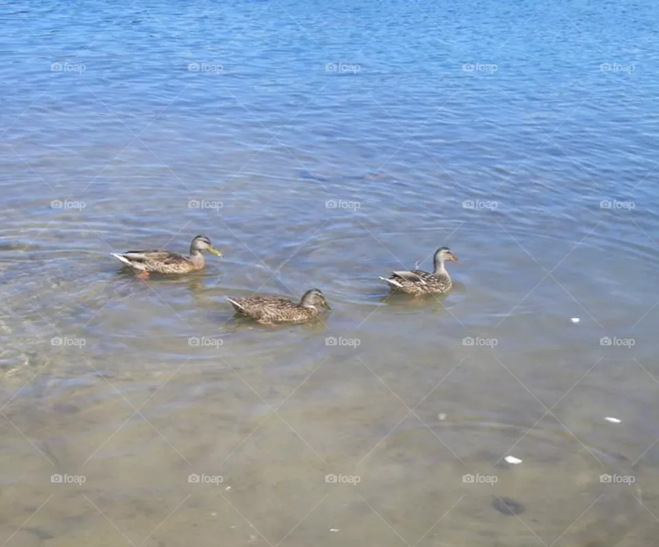 Ducks Swimming in a Lake
