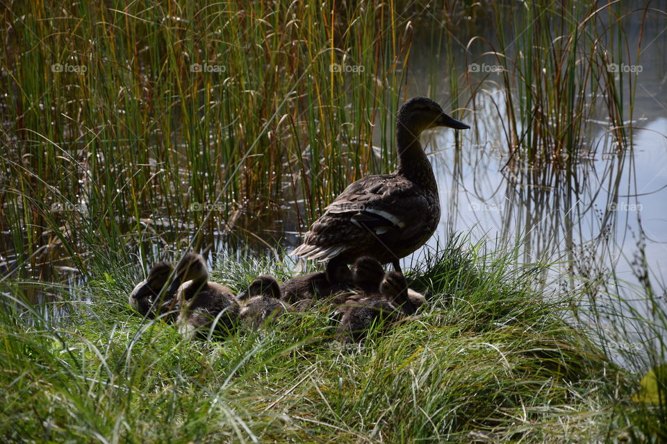 The duckling family