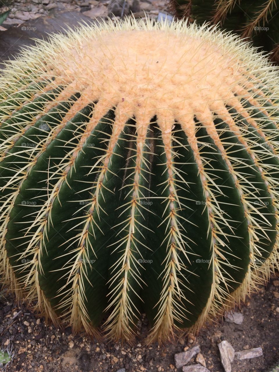 Cactus