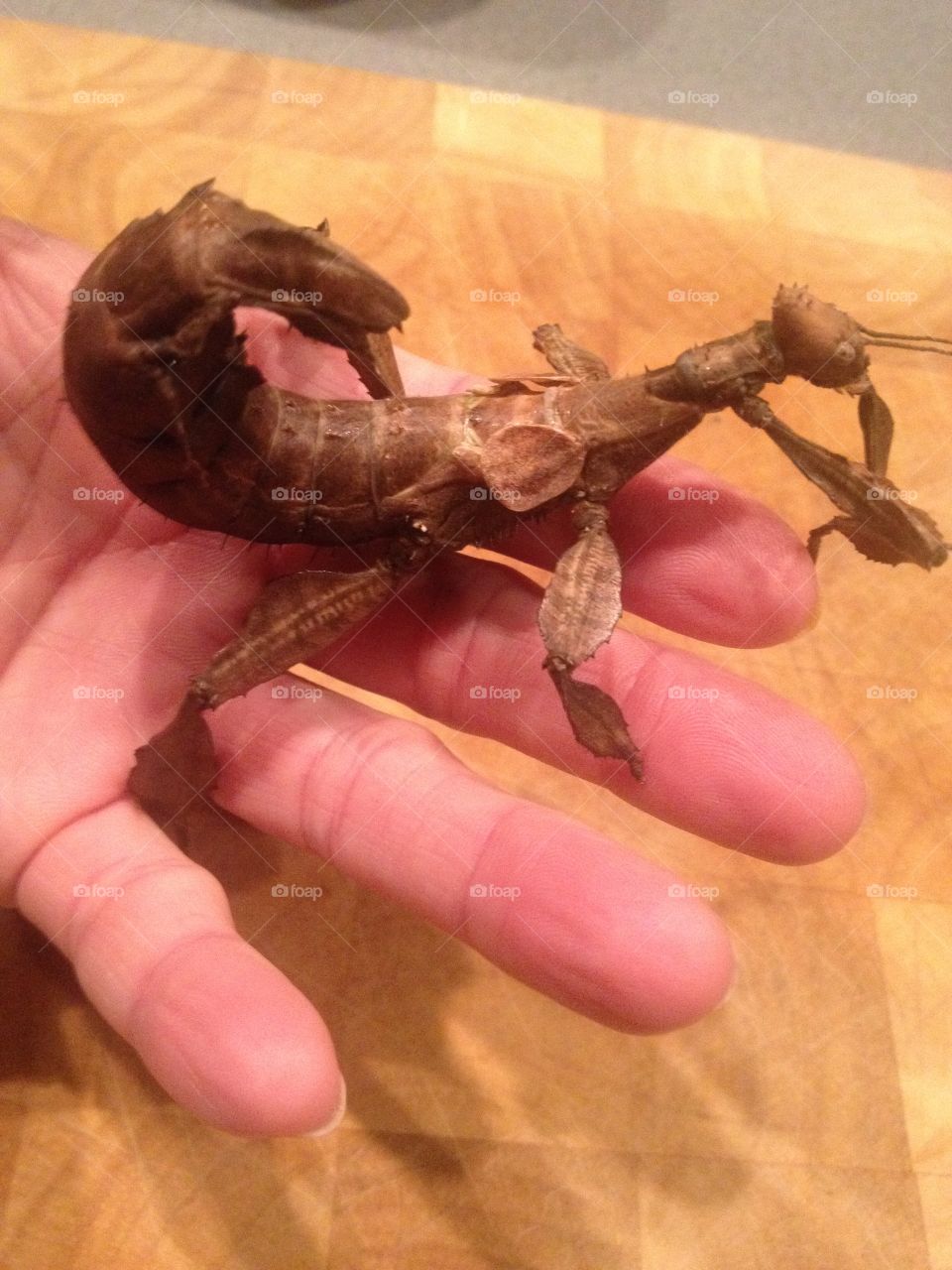 We’ve had lots of pets but for about a year and a half we had these leaf insects for pets (short life span).They needed a good home so we took them in. Only ate blackberry leaves so was sometimes difficult to find food in the winter but we managed. 