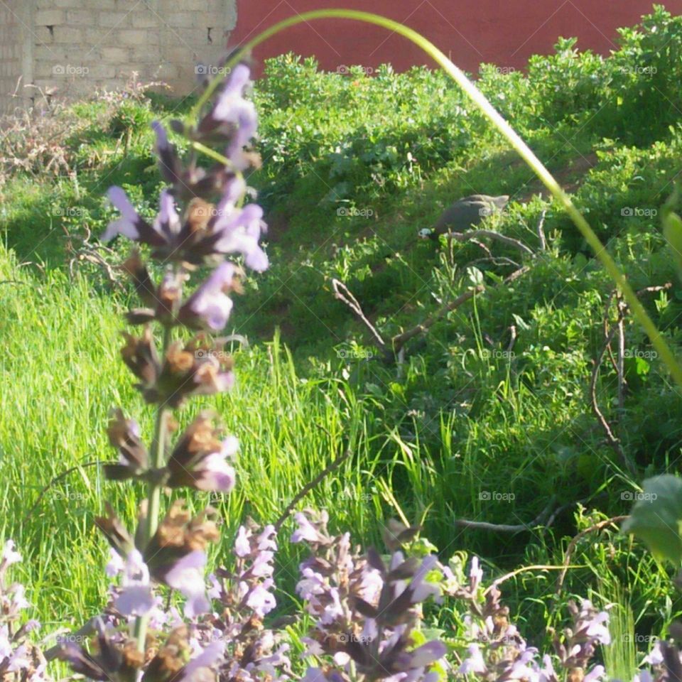 View of beautiful field full of green and pink flowers..