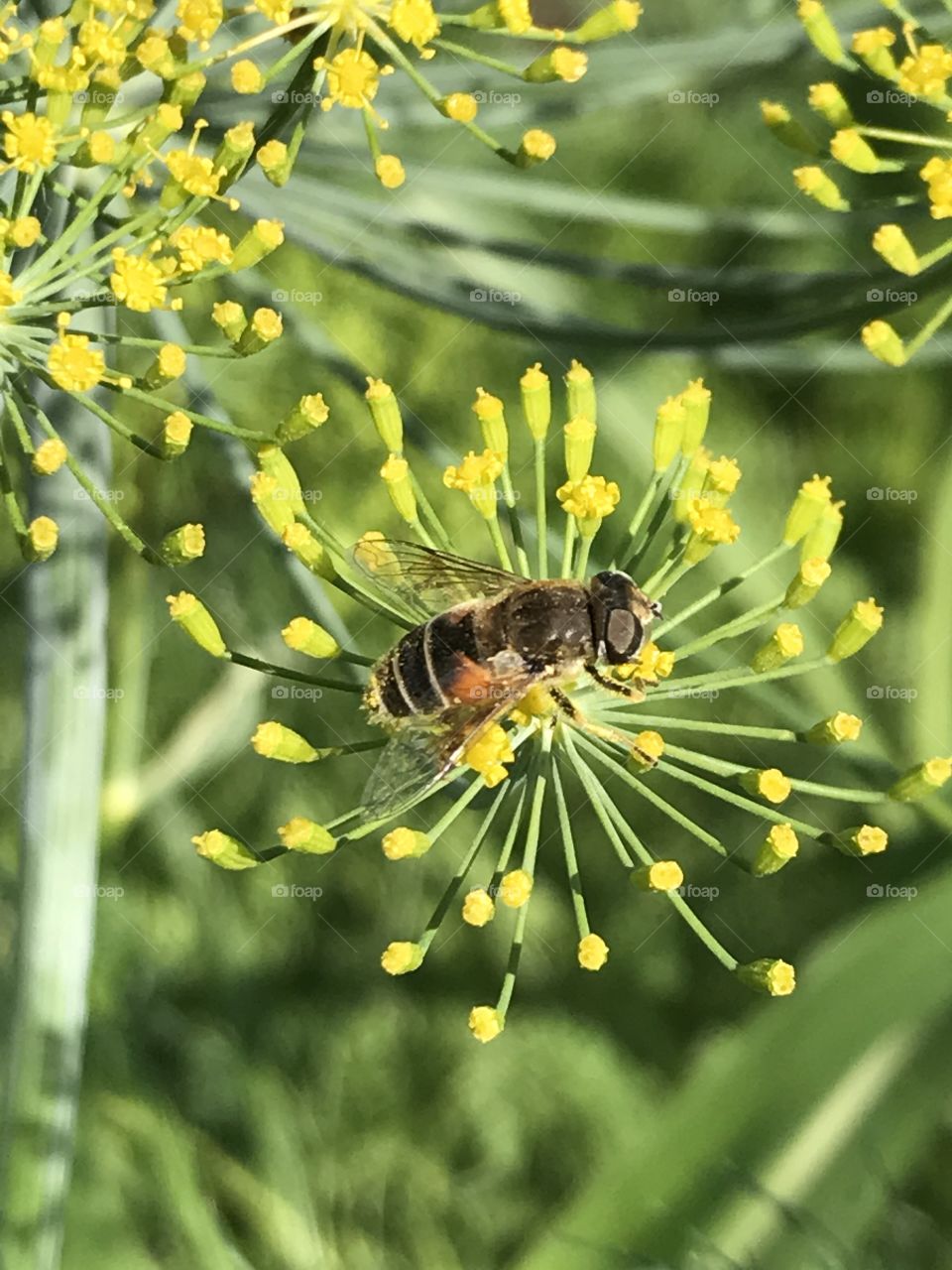 Pollination 