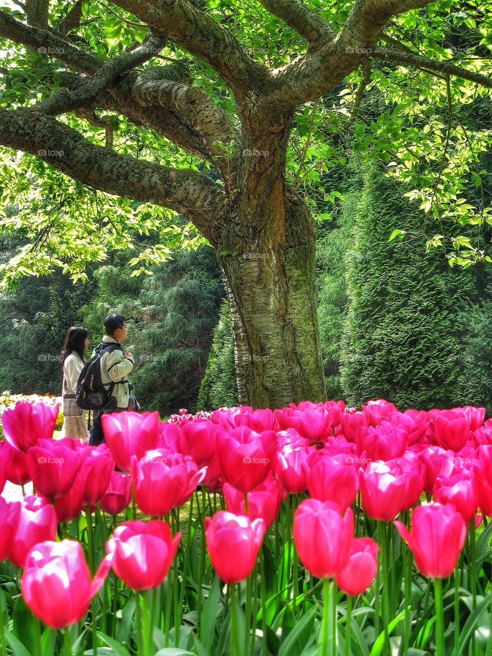 Keukenhof