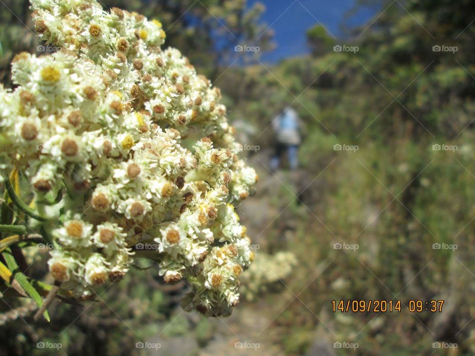 edelwais flower