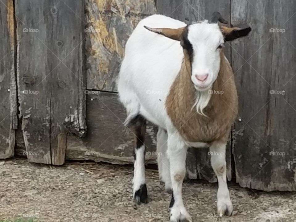 Ruth Anne the goat