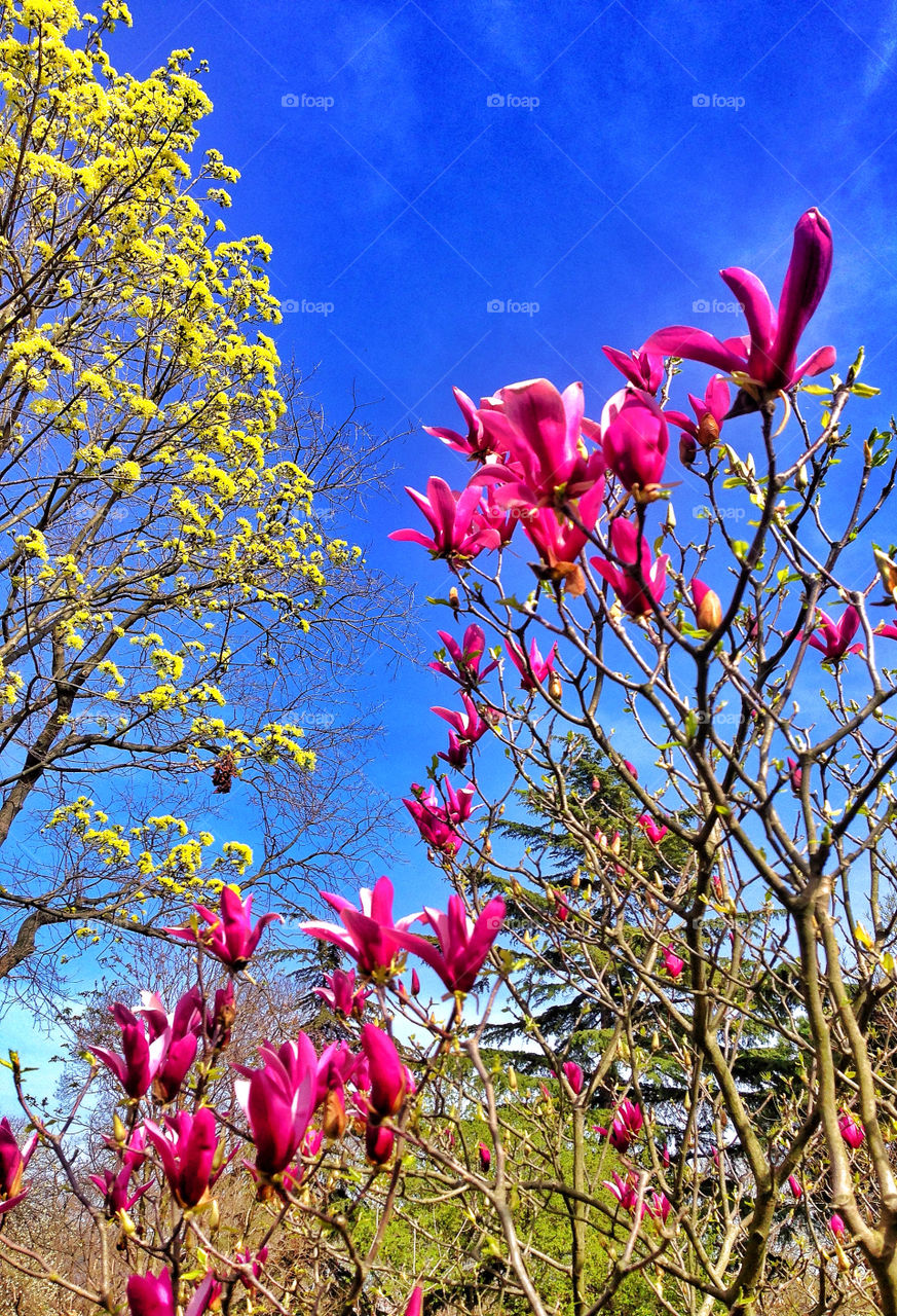 istanbul flowers trees by pitikelebek