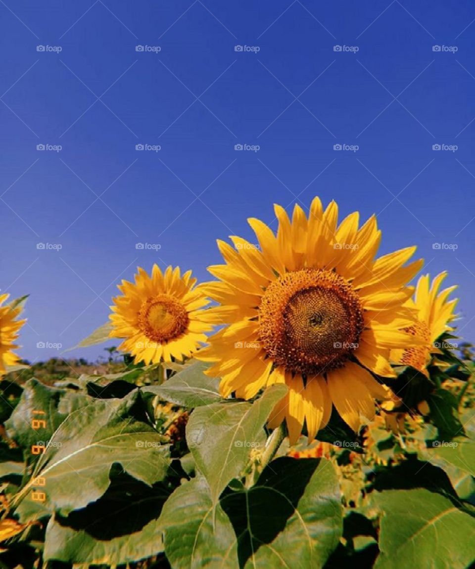 Foap Com Bunga Matahari Stock Photo By Jhordy011day Foap Com Bunga Matahari Stock Photo By Jhordy011day
