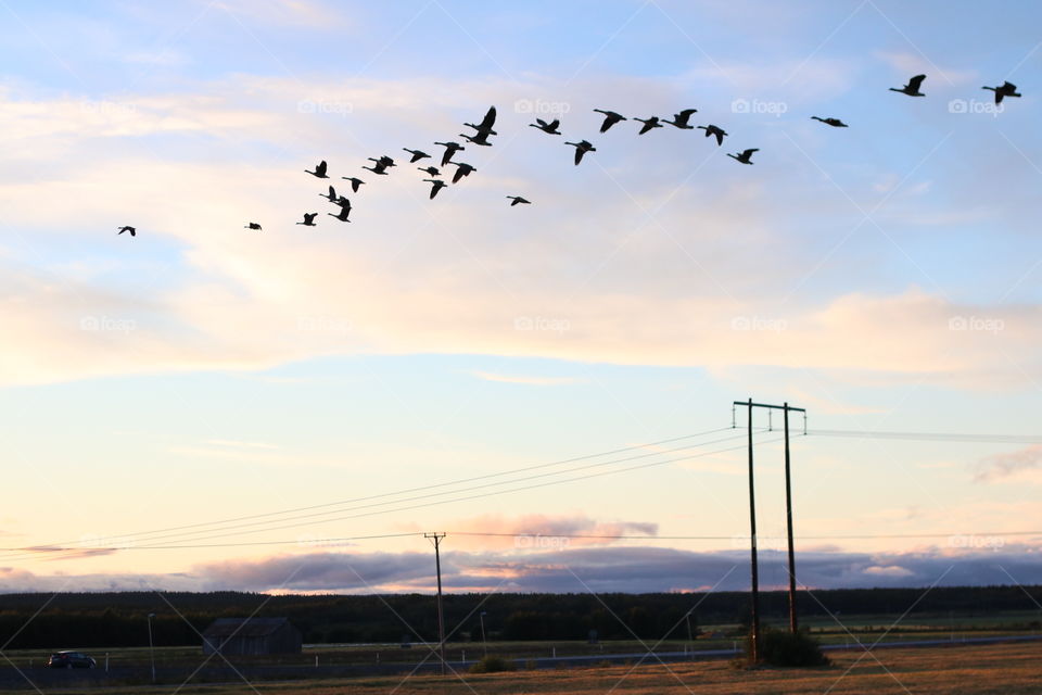 Flying home