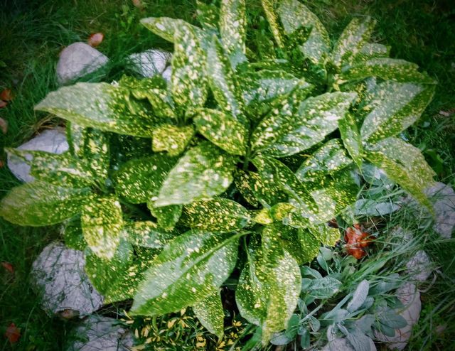plant