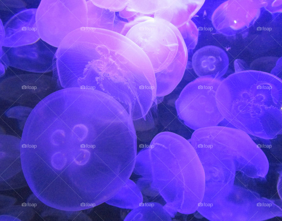 Purple Jellyfish under a bright light.