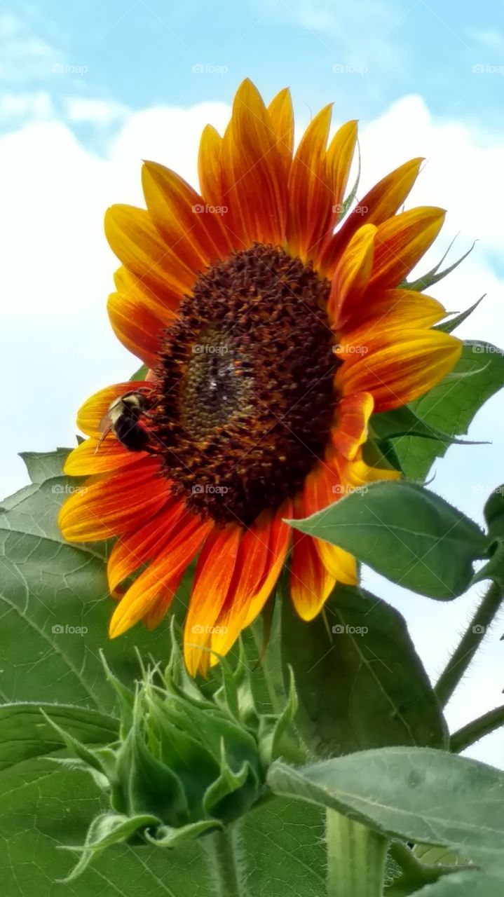 happy sunflower