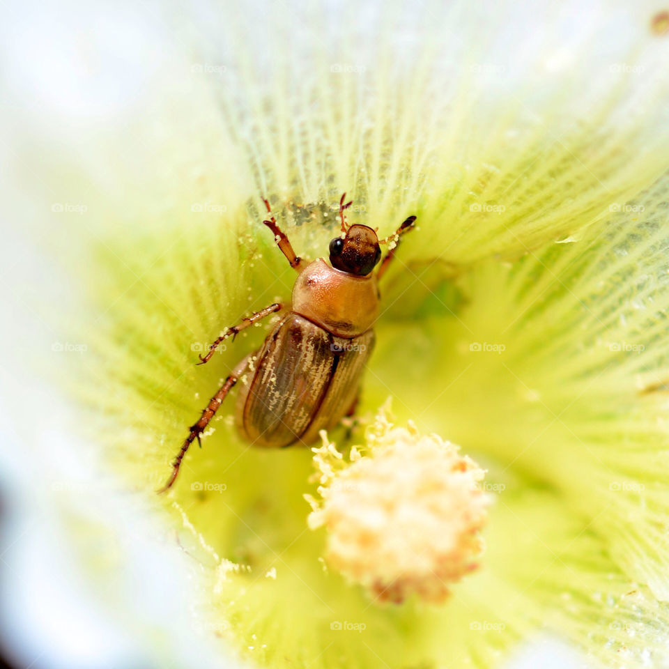 nature flower macro close by vfritts