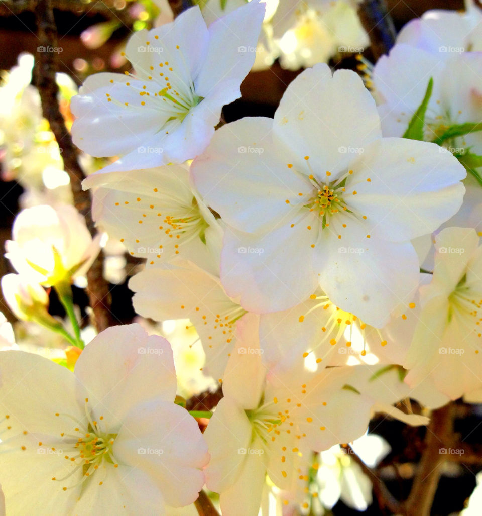 spring garden flower white by cataana