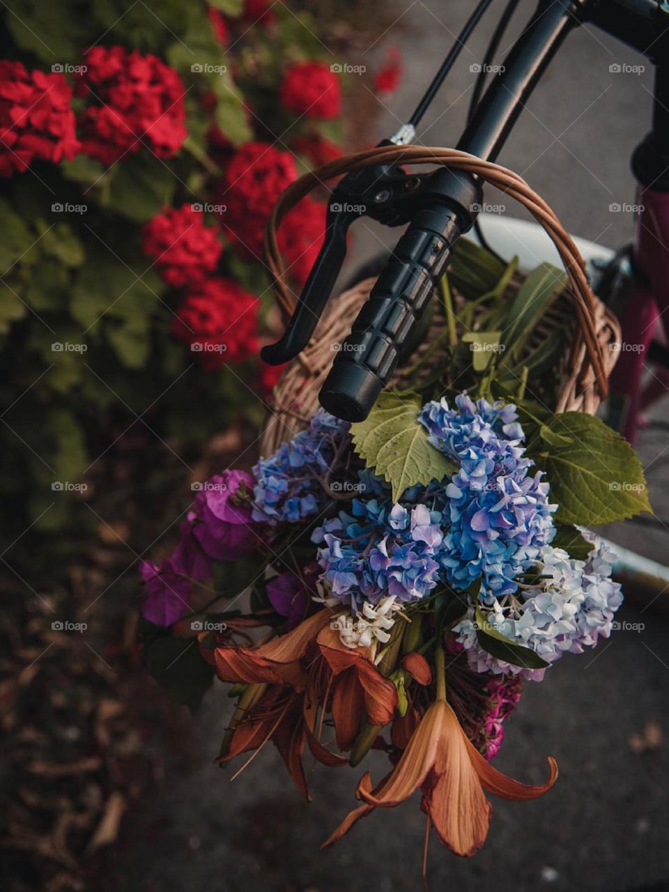 A garden full of red geraniums! A basket full of blue and pink hydrangeas and beautiful orange lilium flowers! Here the colors are exploding beautifully...