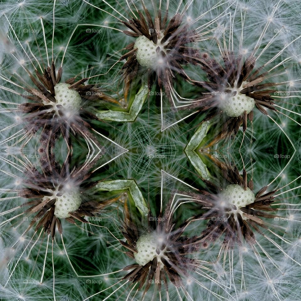 dandelion mandala