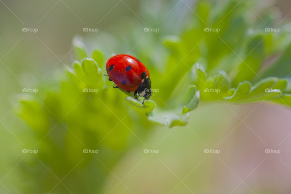 Ladybird on fresh green leaf