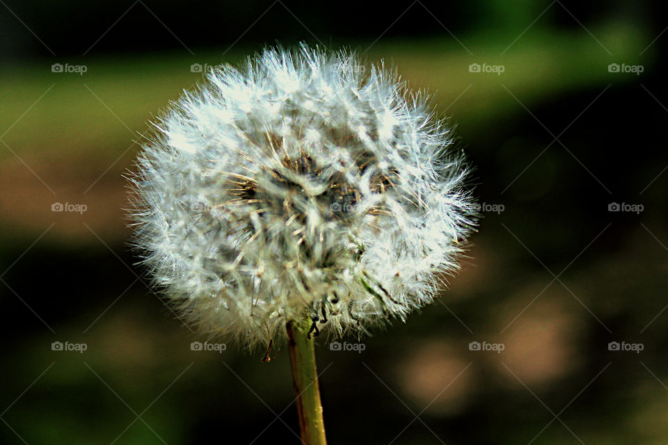 Dandy dandelion 