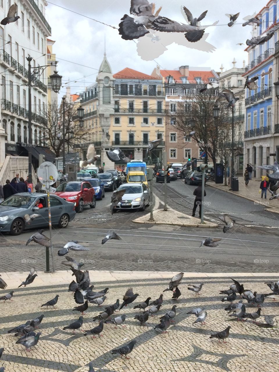 Pigeons  on the street