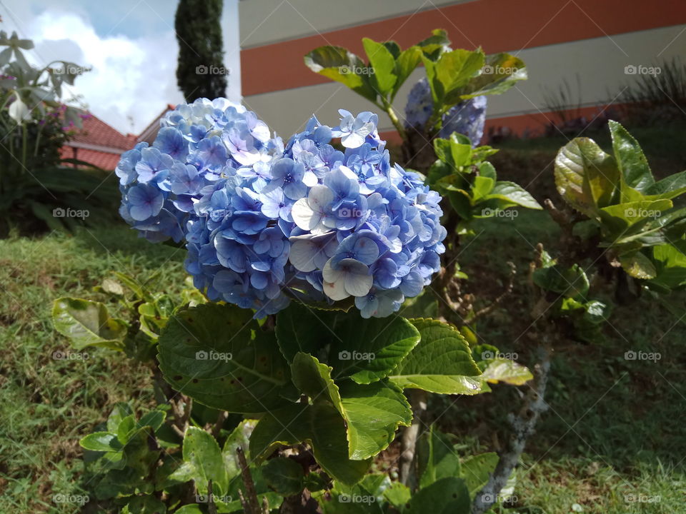 Blue and white flowers