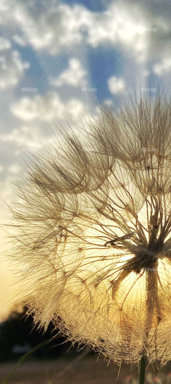 Sunset behind the dandelion  
