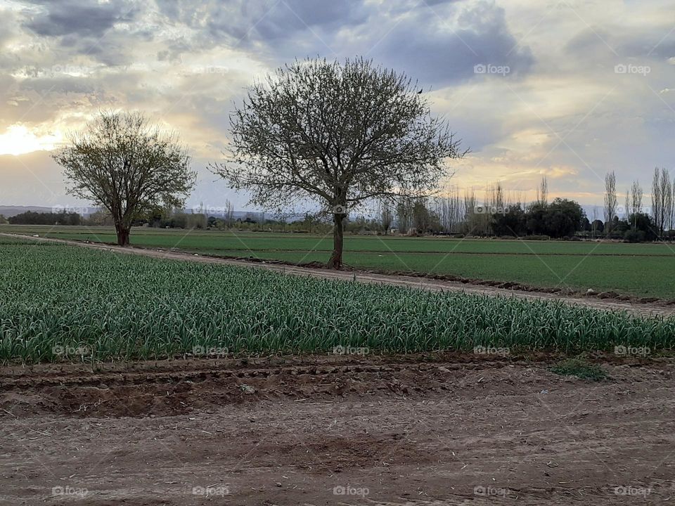 cultivos en el campo