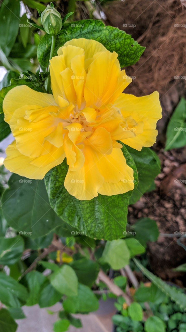 yellow flower