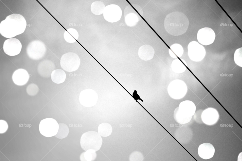 urban bird wire bw by ahilton2007