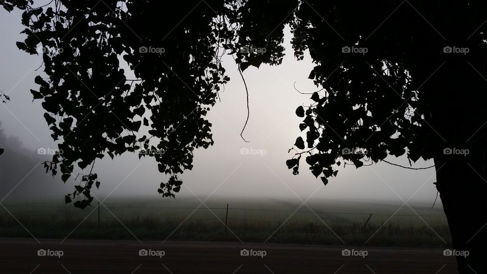 Fog Through Trees