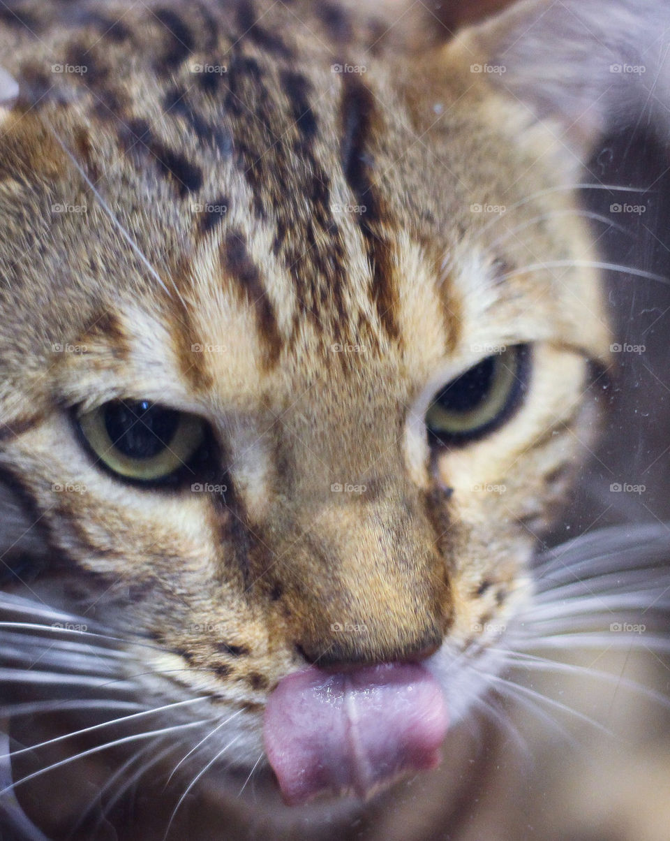 Bengal cat tongue