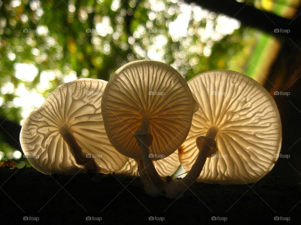 Under my Umbrella. Veins and parasols