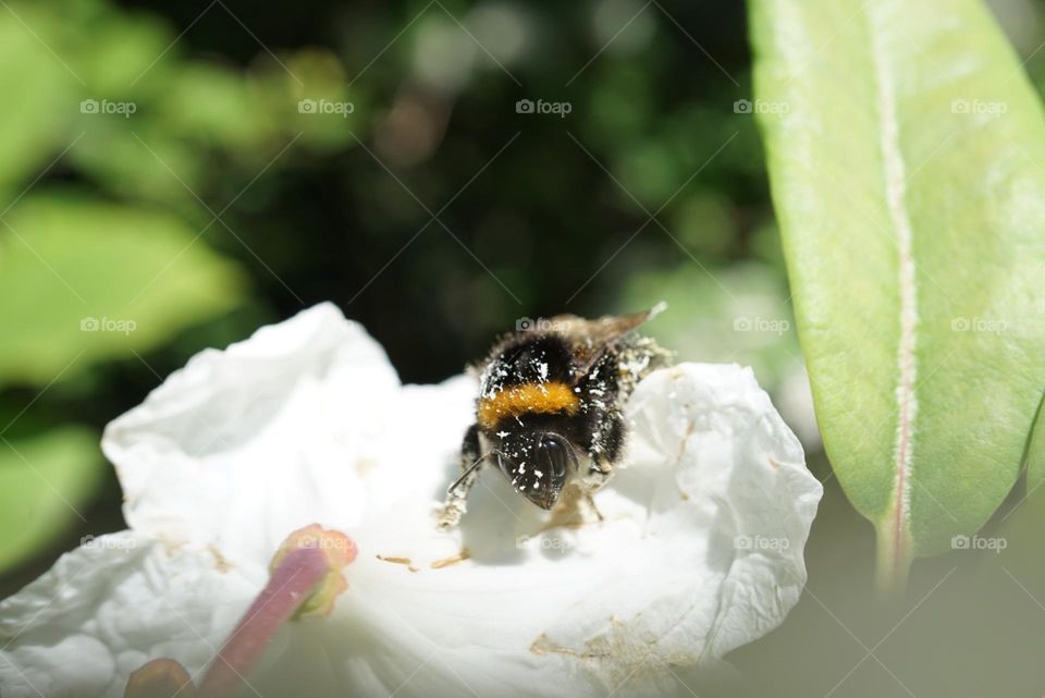 pollen covered bee